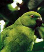 Echo Parakeet